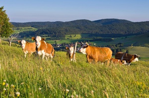 Auf den Weidfeldern des Bernauer Hochtals sehen Sie oft die Hinterwlder Rinder, die kleinste Rinderrasse Europas. Foto: Michael Arndt