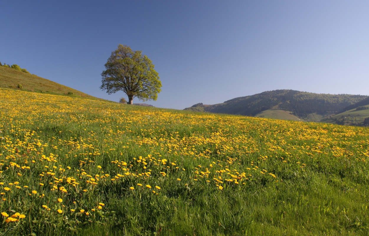 Wunderschn sind die Frhlingswiesen im Bernauer Hochtal, auf rund 900 Metern im sdlichen Schwarzwald. Foto: Ute Maier.